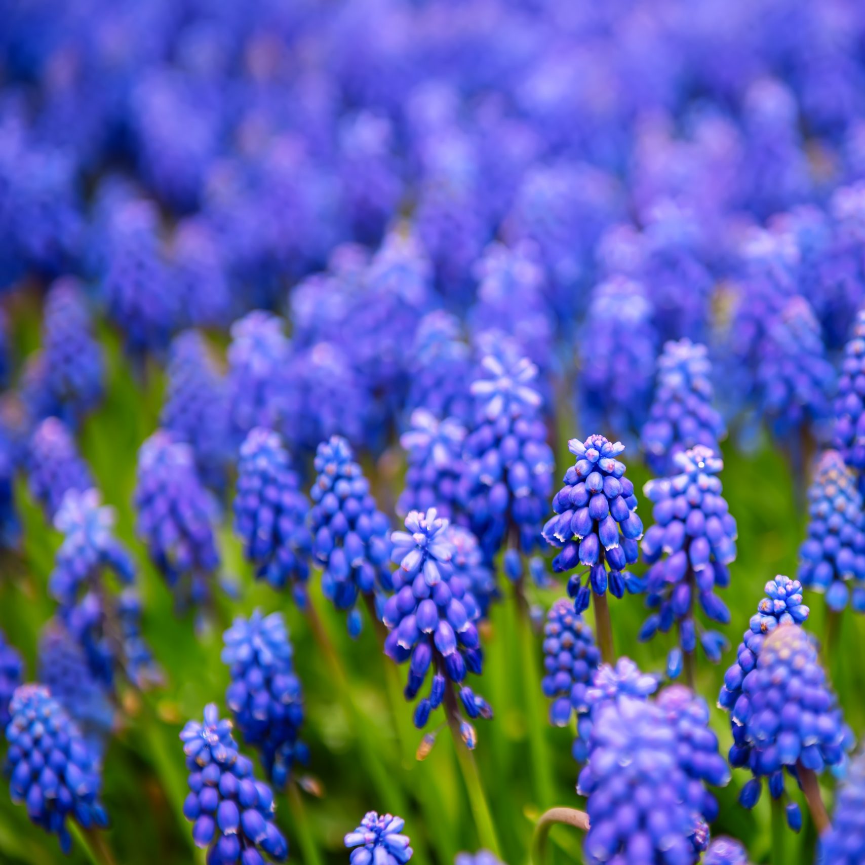 Muscari,Neglectum,,Hyacinth,Flowers,In,The,Spring,Garden