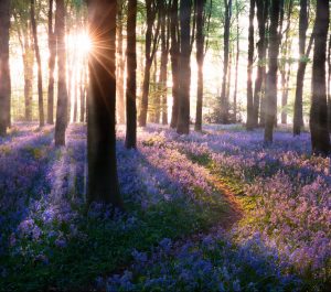 Bluebell,Woods,Path,Sunrise,In,Norfolk,England.,Bluebells,(hyacinthoides),Are